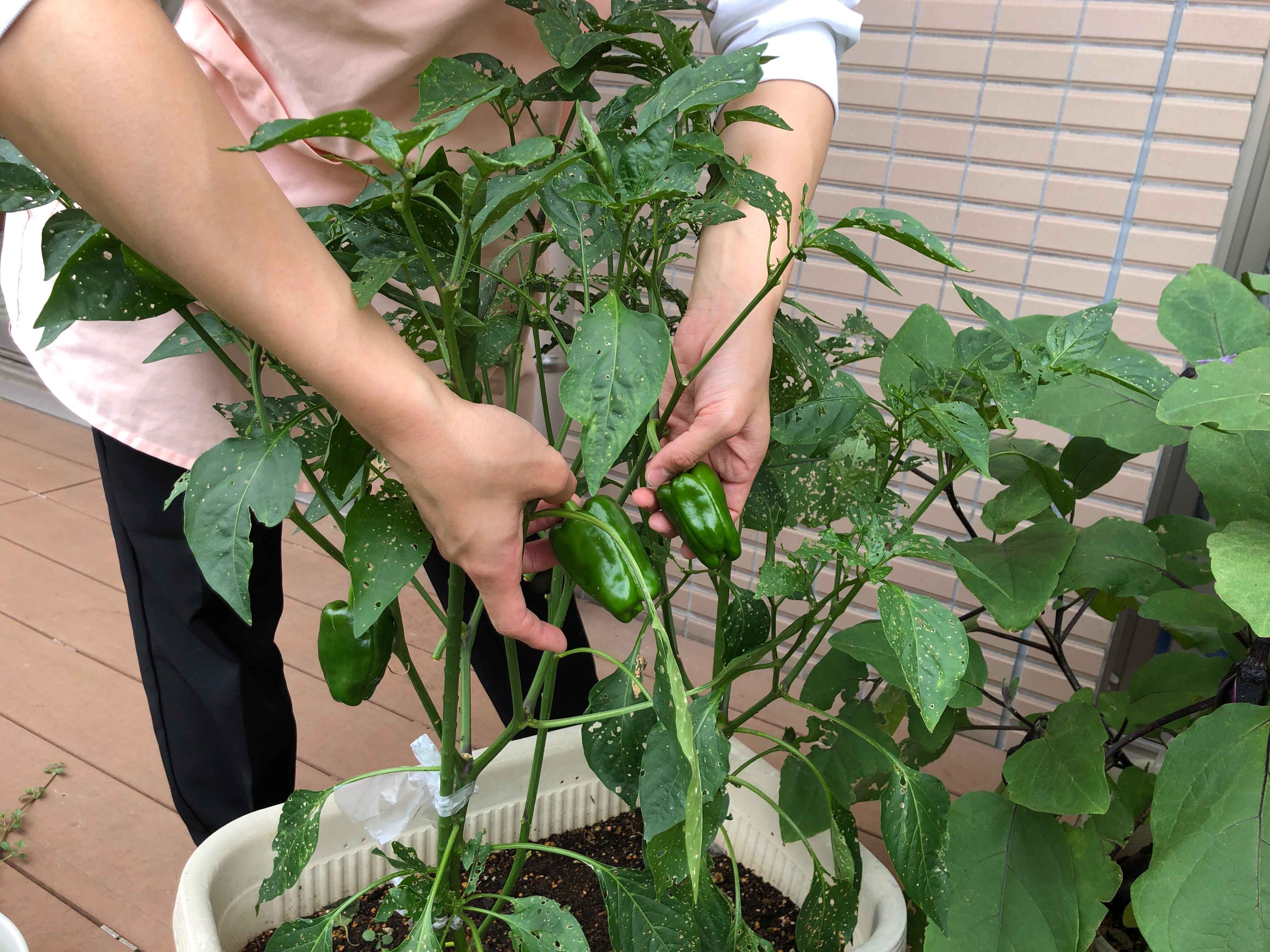 https://hoiku.shopro.co.jp/hoiku/img/2023/07/113913107202311900.jpg