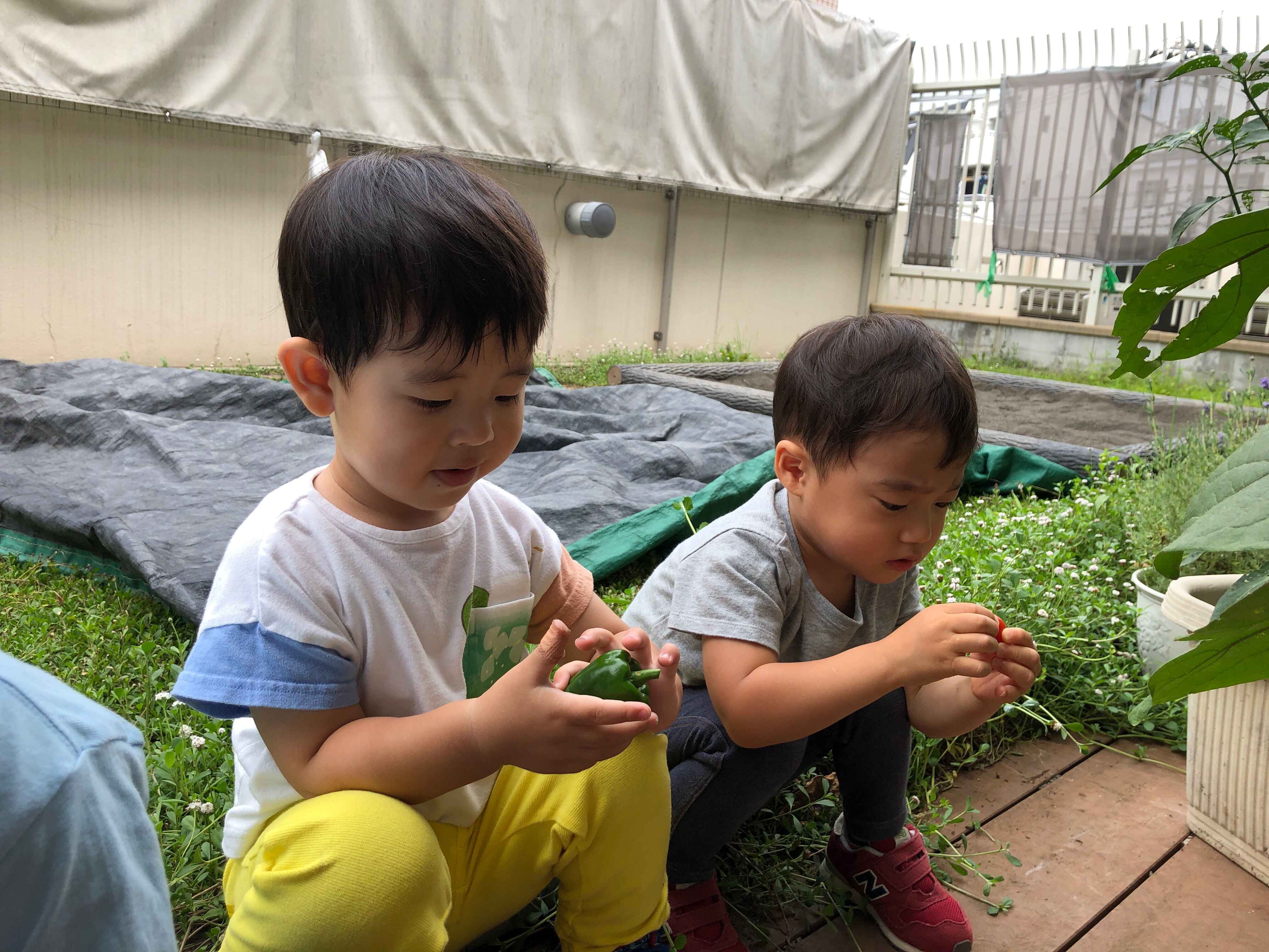 https://hoiku.shopro.co.jp/hoiku/img/2023/07/493913107202311900.jpg