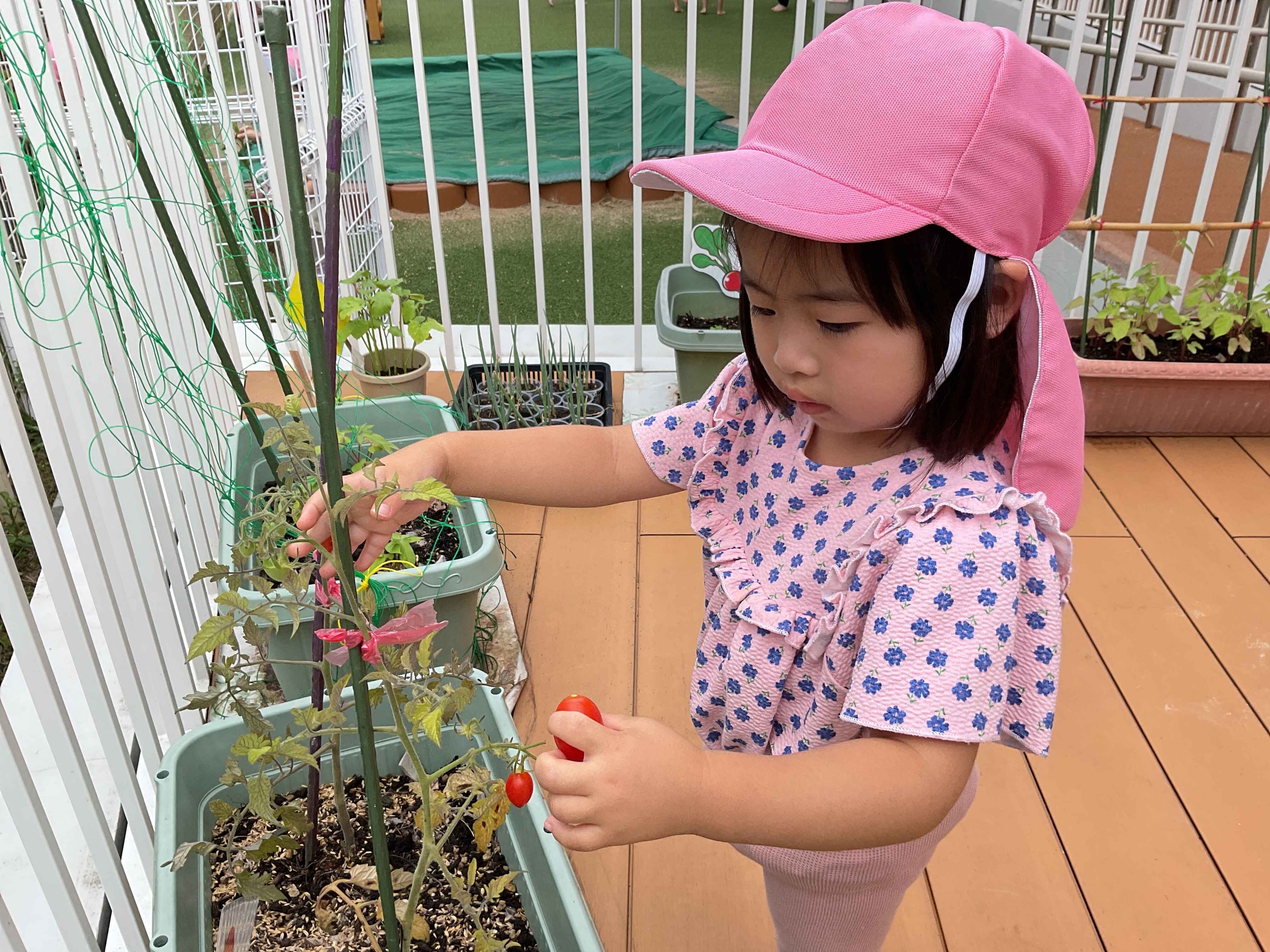 https://hoiku.shopro.co.jp/hoiku/img/2026/07/294518217202622010.jpg