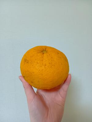 八朔.jpg